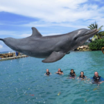 Discover Marine Magic in the Heart of the Caribbean: Swimming with Dolphins in Jamaica