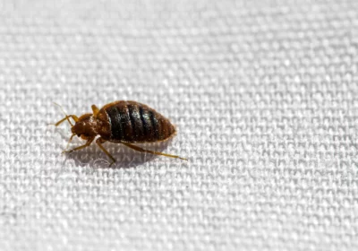 Why Professional Bed Bug Removal is Essential for Homes