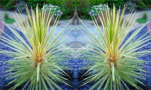 Cordyline Plant Care Secrets Every Gardener Should Know