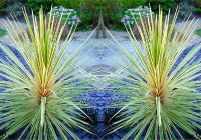 Cordyline Plant Care Secrets Every Gardener Should Know