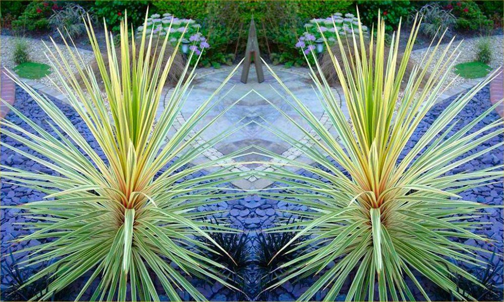 Cordyline Plant Care Secrets