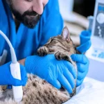 5 Ways Veterinary Clinics Support Multi Pet Households