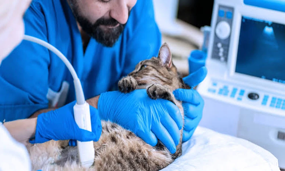 5 Ways Veterinary Clinics Support Multi Pet Households
